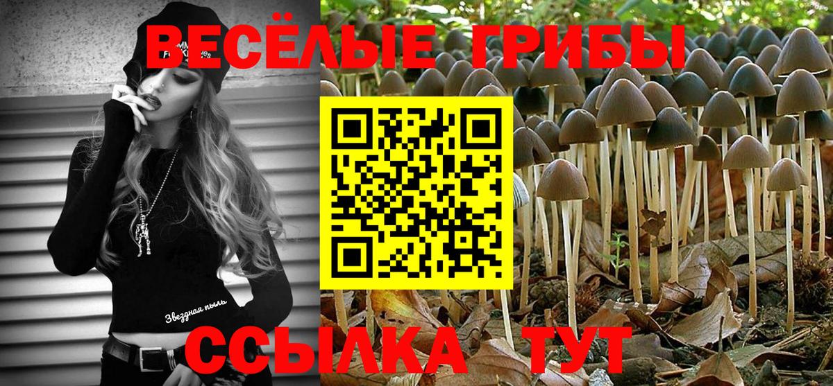 Псилоцибиновые грибы Psilocybe Знаменск