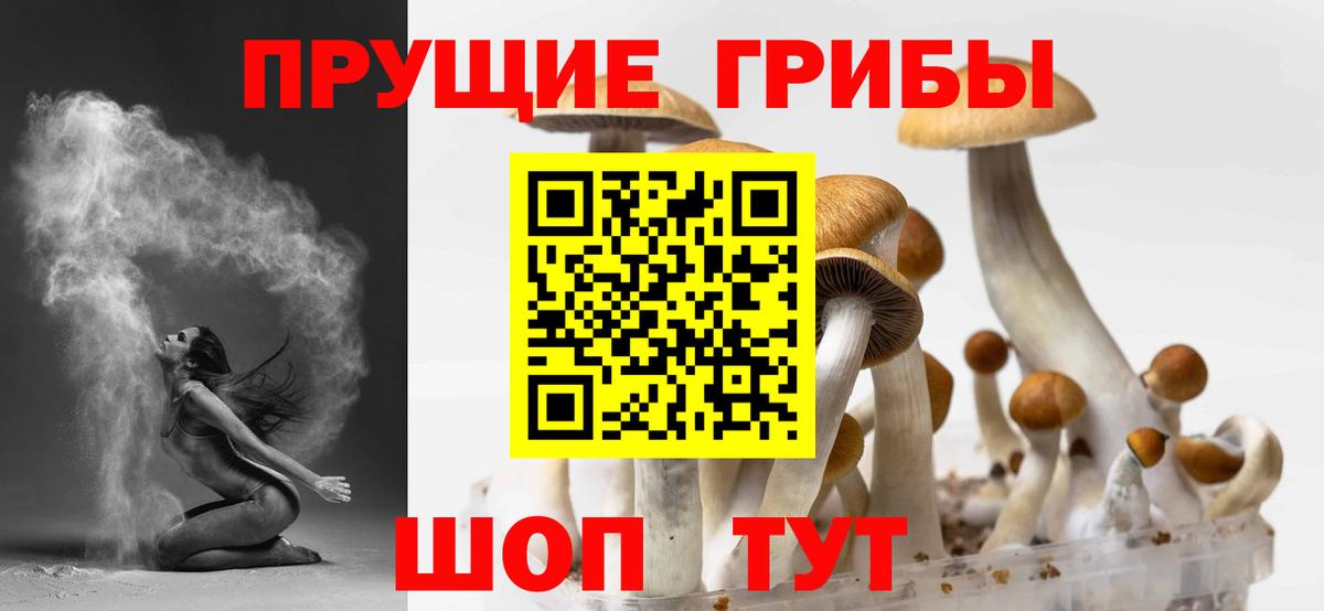 Знаменск  Галлюциногенные грибы GOLDEN TEACHER  Вход с VPN  Псилоцибиновые грибы прущие грибы 